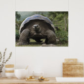 Poster Galapagos Giant Tortoises Geochelone (Cuisine)