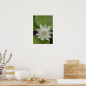 Poster Galapagos Passion Fleur Passiflora foetida (Cuisine)