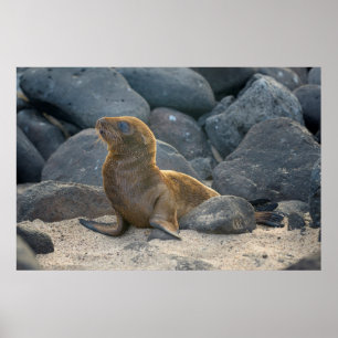 Poster Galapagos sea lion