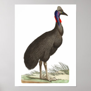 Poster Galeated Cassowary par George Shaw