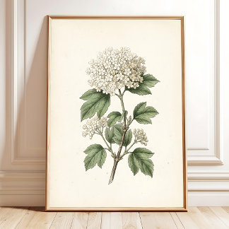Poster Galerie de gravures d'art botanique vintage pour d