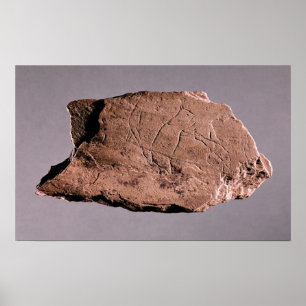 Poster Galets représentant un homme attaqué par un bea