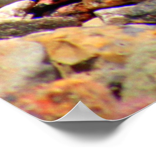 Poster Galets roches texture colorée (Coin)