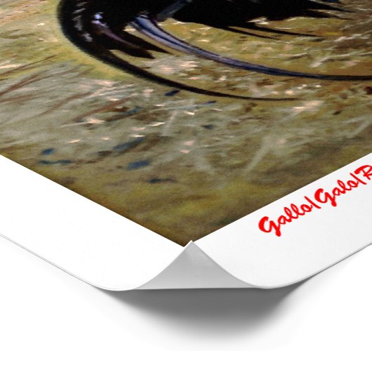 Poster Gallo (Coin)