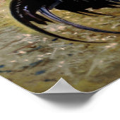 Poster Gallo/Galo/Rooster (Coin)