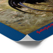 Poster Gallo/Galo/Rooster (Coin)