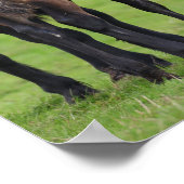 Poster Gallois Section D Mare et pied de poulain (Coin)