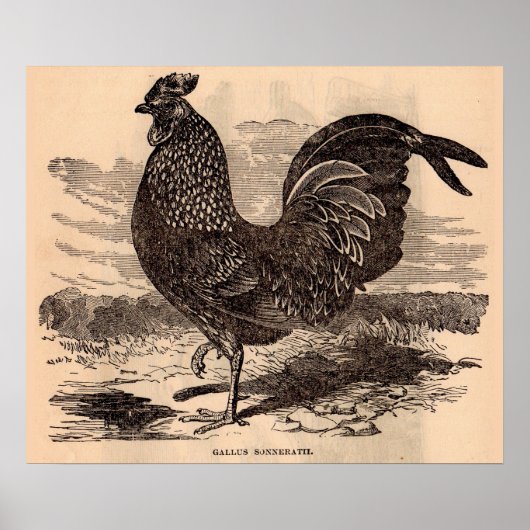 Poster Galus Sonneratii du 19e siècle (Devant)
