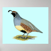 Poster Gambel's Desert Quail (Devant)