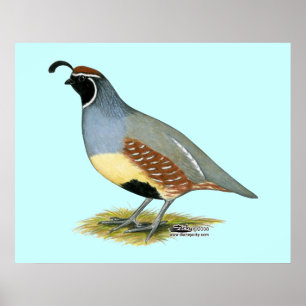 Poster Gambel's Desert Quail