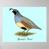 Poster Gambel's Desert Quail (Devant)