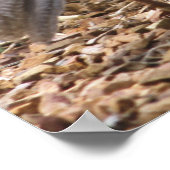 Poster Gambel's Quail avec poussin (Coin)