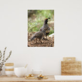 Poster Gambel's Quail avec poussin (Cuisine)