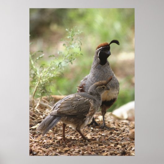 Poster Gambel's Quail avec poussin (Devant)
