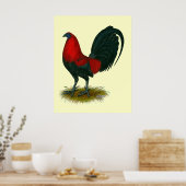 Poster Gamecock américain : Rouge Brown (Cuisine)