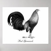 Poster Gamecock Red Hatch (Devant)