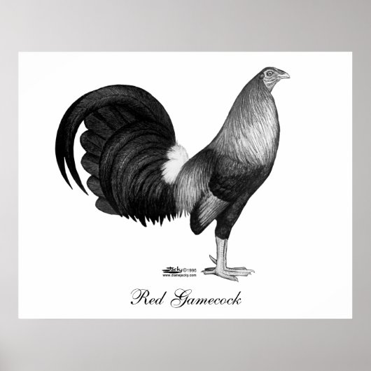 Poster Gamecock Red Hatch (Devant)