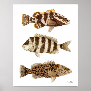 Poster Gamefish - Nassau Grouper, Sheepshead & Gag Groupe