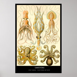 Poster Gamochonia - plat 54 - der Natur de Kunstformen