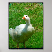 Poster Gander (Devant)