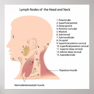 Poster ganglions lymphatiques de l'affiche de la tête et 