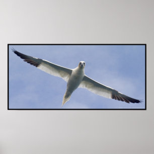 Poster Gannet
