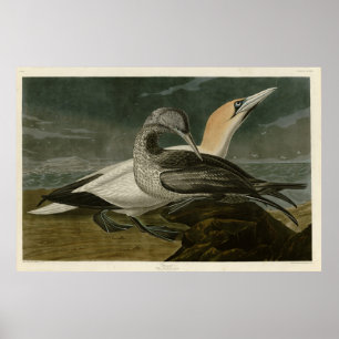 Poster Gannet (Northern Gannet) Audubon Birds of America