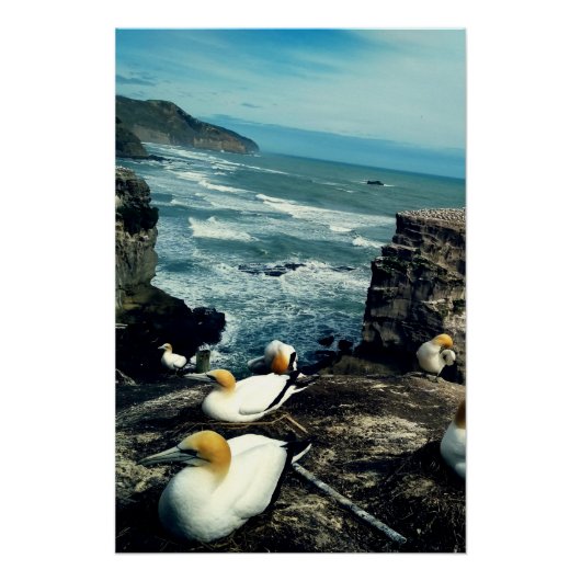 Poster Gannets australasiens d'oiseaux marins reproductio (Devant)