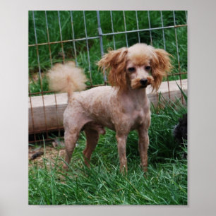 Poster Garçon rouge de fantaisie de caniche de jouet
