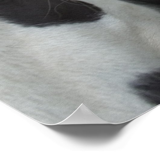 Poster Garçons tziganes (Coin)