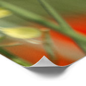 Poster Garde de pavots (Coin)