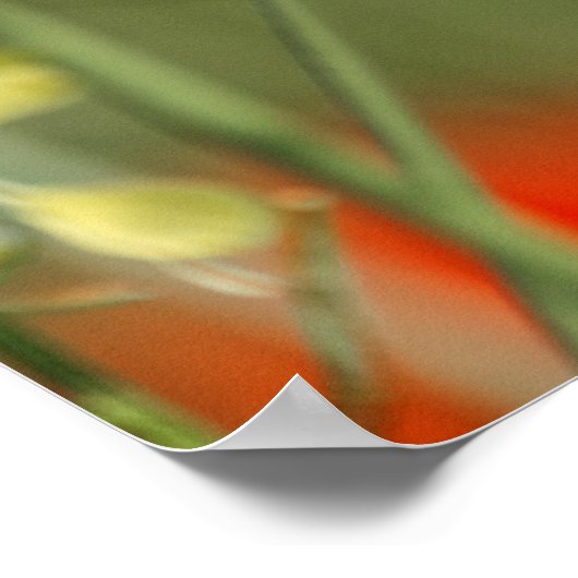 Poster Garde de pavots (Coin)