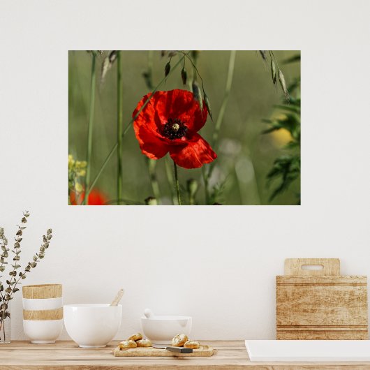 Poster Garde de pavots (Cuisine)