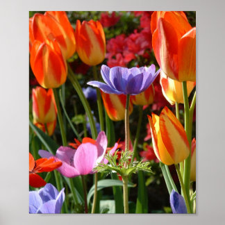 Poster Garden beauty