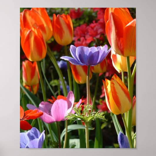 Poster Garden beauty (Devant)