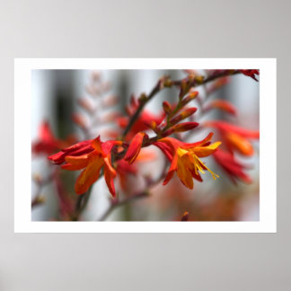 Poster Garden beauty