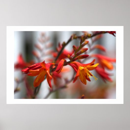 Poster Garden beauty (Devant)