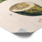 Poster Garden Cucumber, plate 4 from 'A Curious Herbal' (Coin)