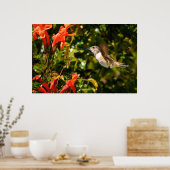 Poster Garden Jewel: Hummingbird in Bloom (Cuisine)