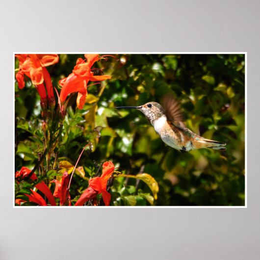 Poster Garden Jewel: Hummingbird in Bloom (Devant)