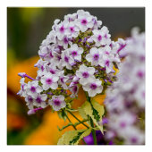 Poster Garden Phlox (Devant)