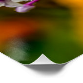 Poster Garden Phlox (Coin)