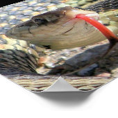 Poster Garden snake (Coin)