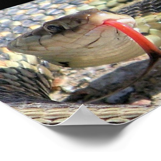 Poster Garden snake (Coin)