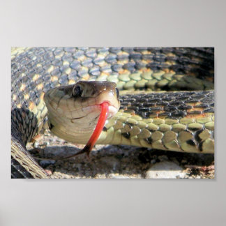 Poster Garden snake