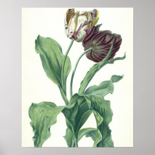 Poster Garden Tulip, from 'Opera Botanica', engravée par
