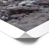 Poster Garden Variy Champhroom (Coin)