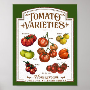 Poster Gardener de tomates, jardinage de tomates végétale
