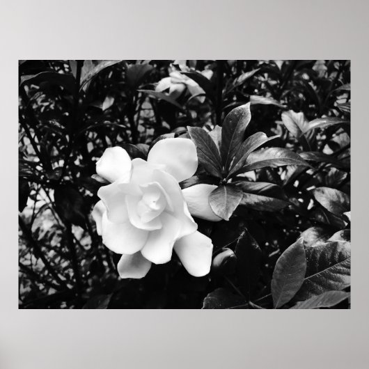 Poster Gardenia, (Devant)