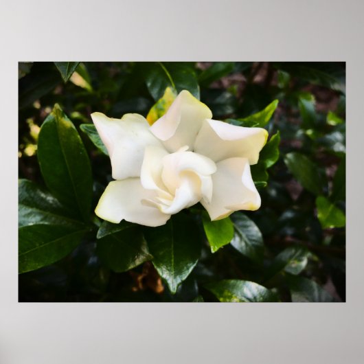Poster Gardenia, (Devant)